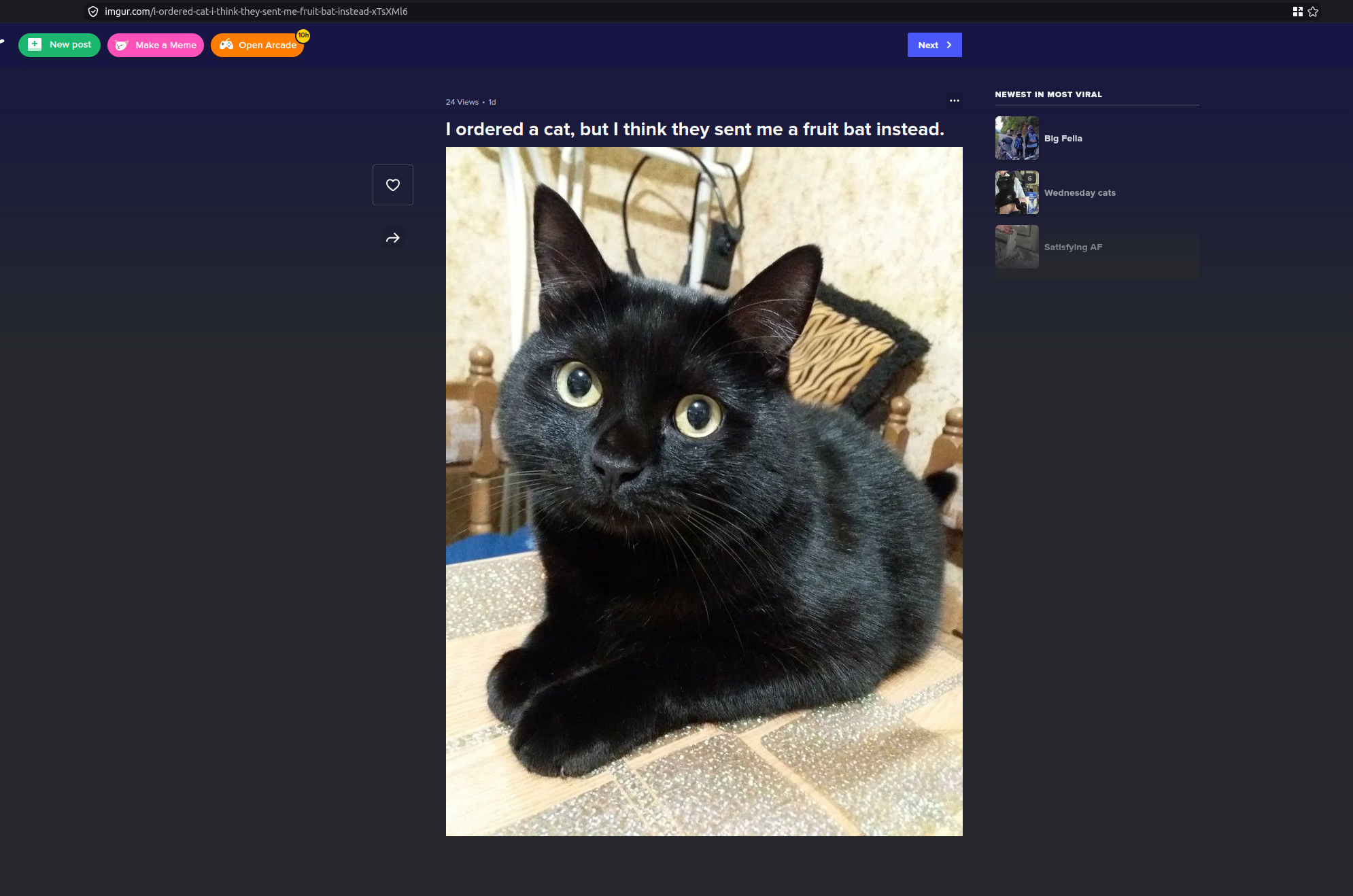 screenshot of a cat image on imgur